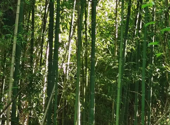 別荘 O Refugio コインブラ